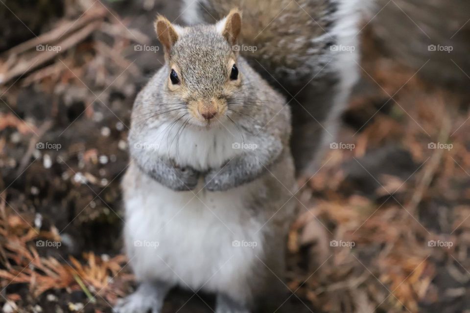 Hungry squirrel in the fall 