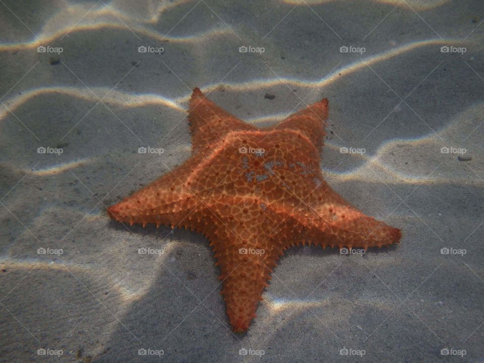 Starfish