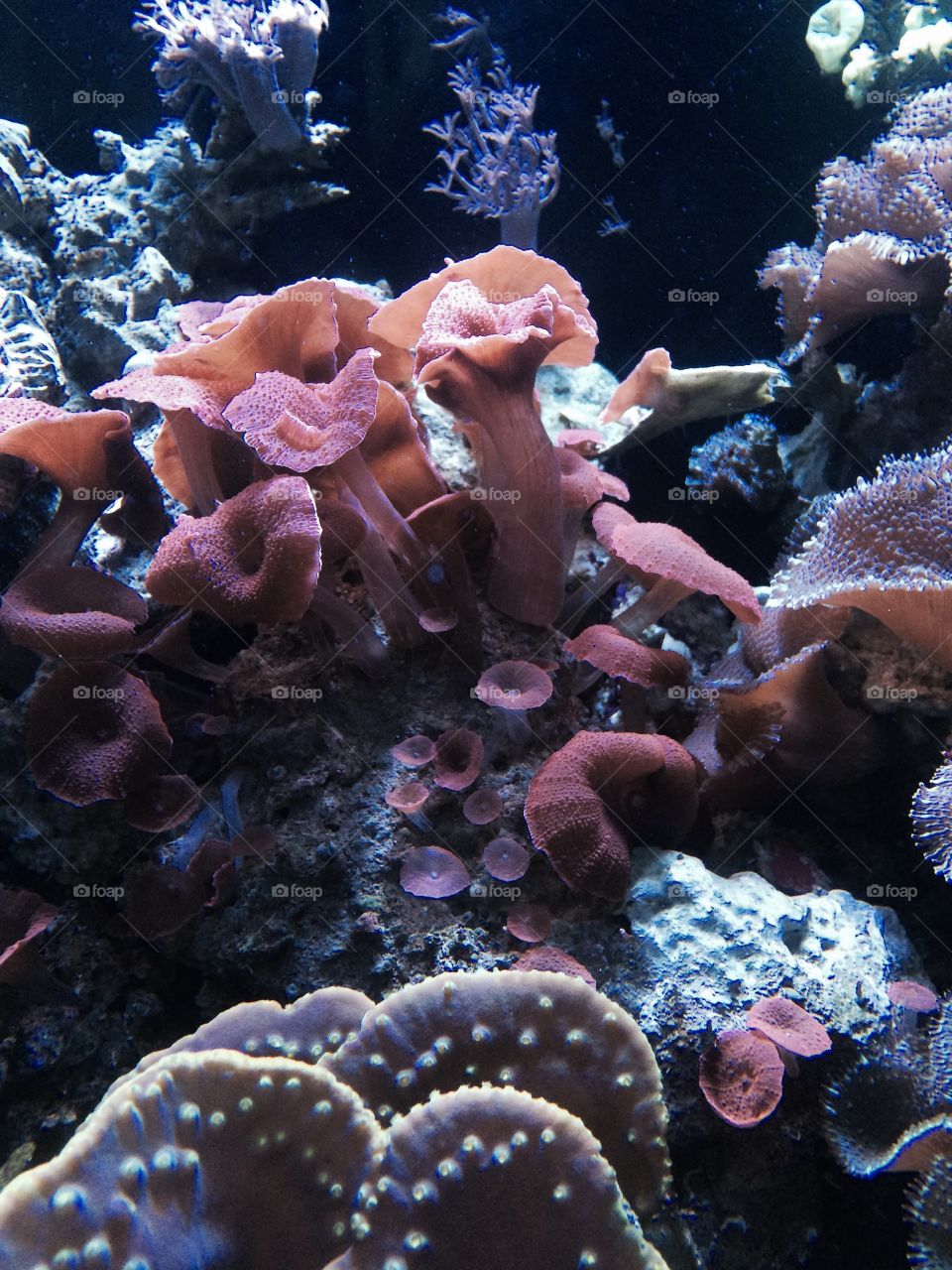 Underwater, Fish, Invertebrate, Coral, Reef