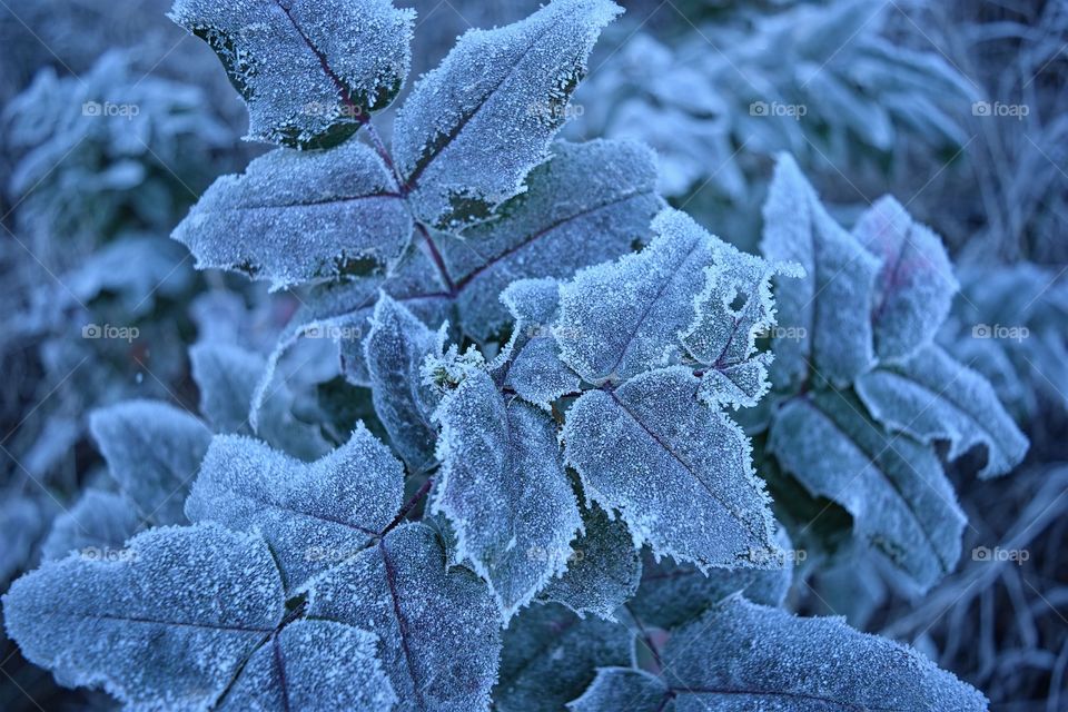Frozen on leaf