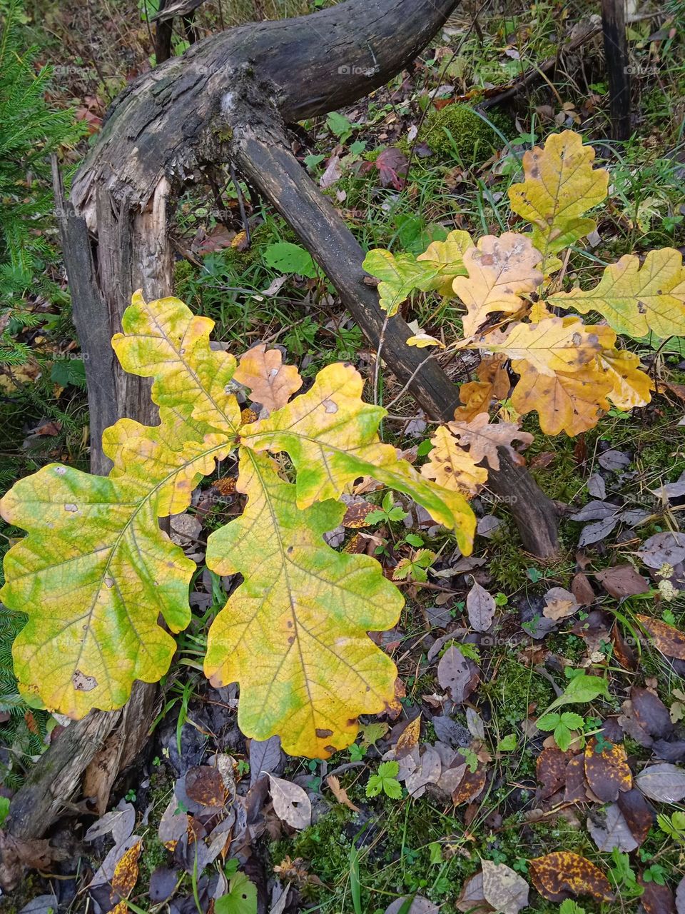 small oak tree in the autumn forest