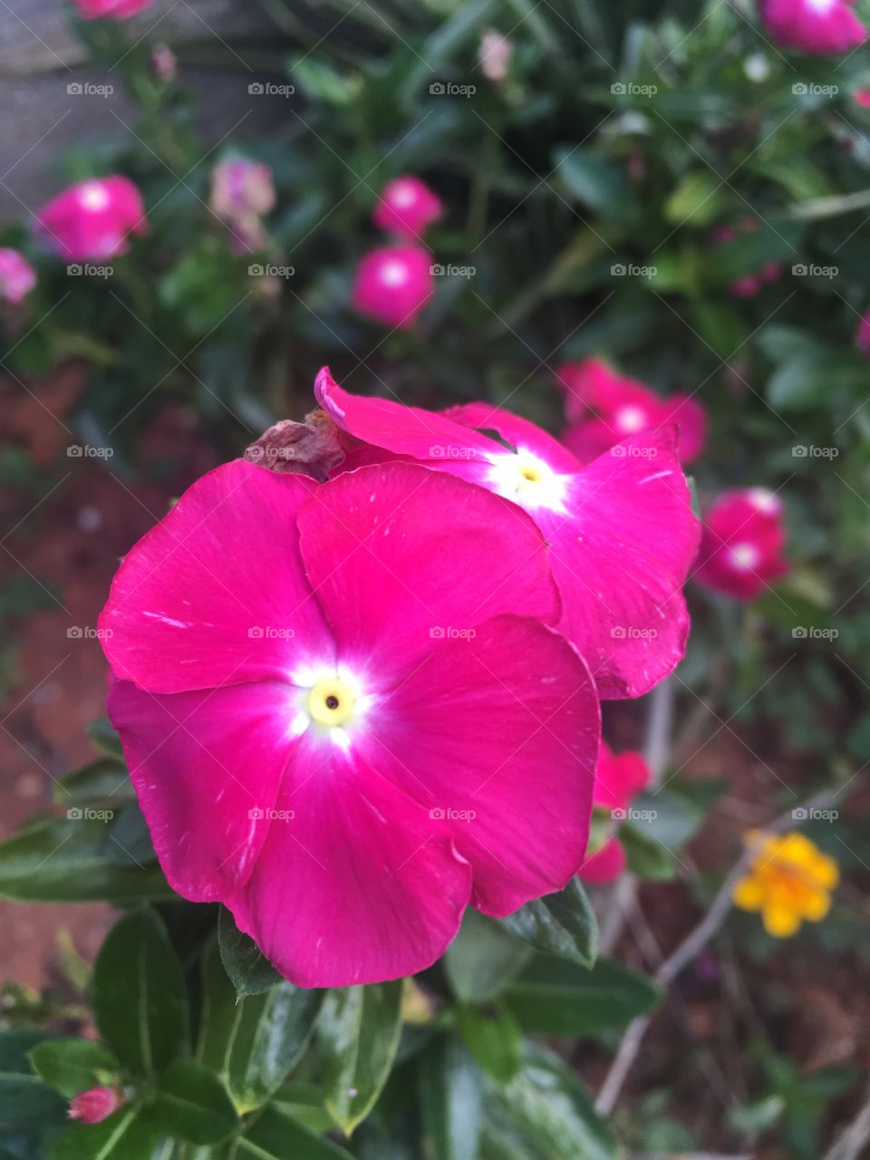 🌼#Flores do nosso #jardim, para alegrar e embelezar nosso dia!
#Jardinagem é nosso #hobby.
🌹
#flowers
#garden
#nature
#flor