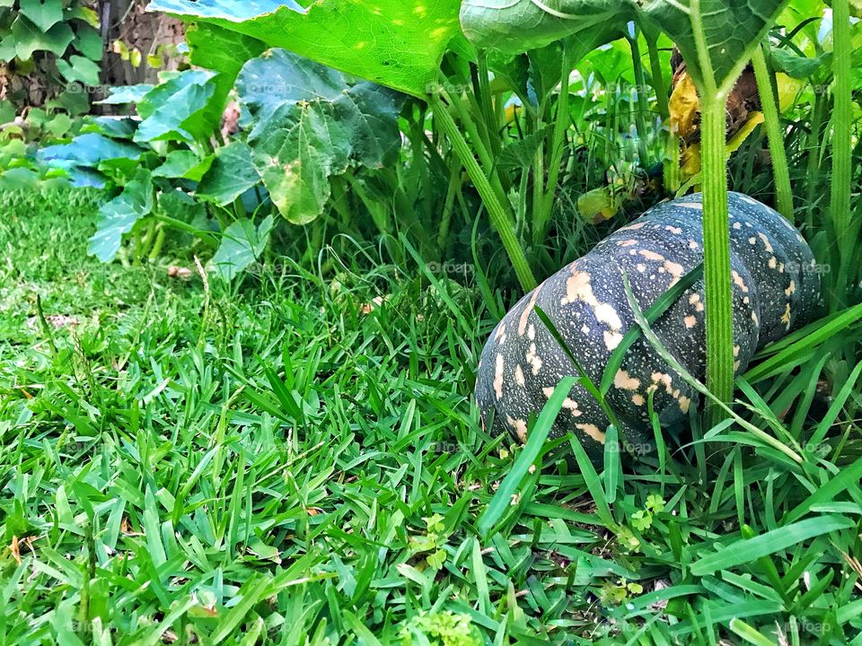 Pumpkin in grass