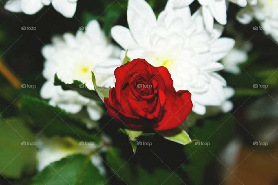 beautiful flowers.red rose