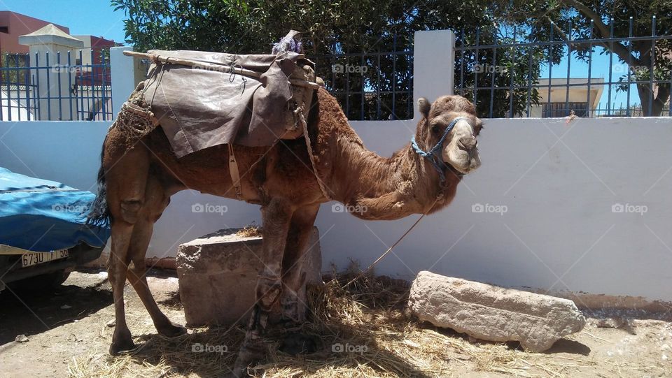 Beautiful brown camel