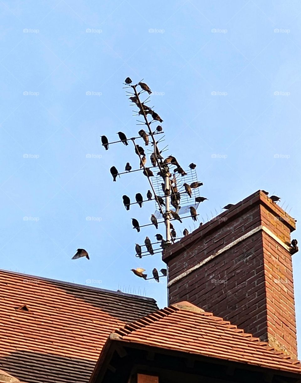 birds on antenna in Deauville