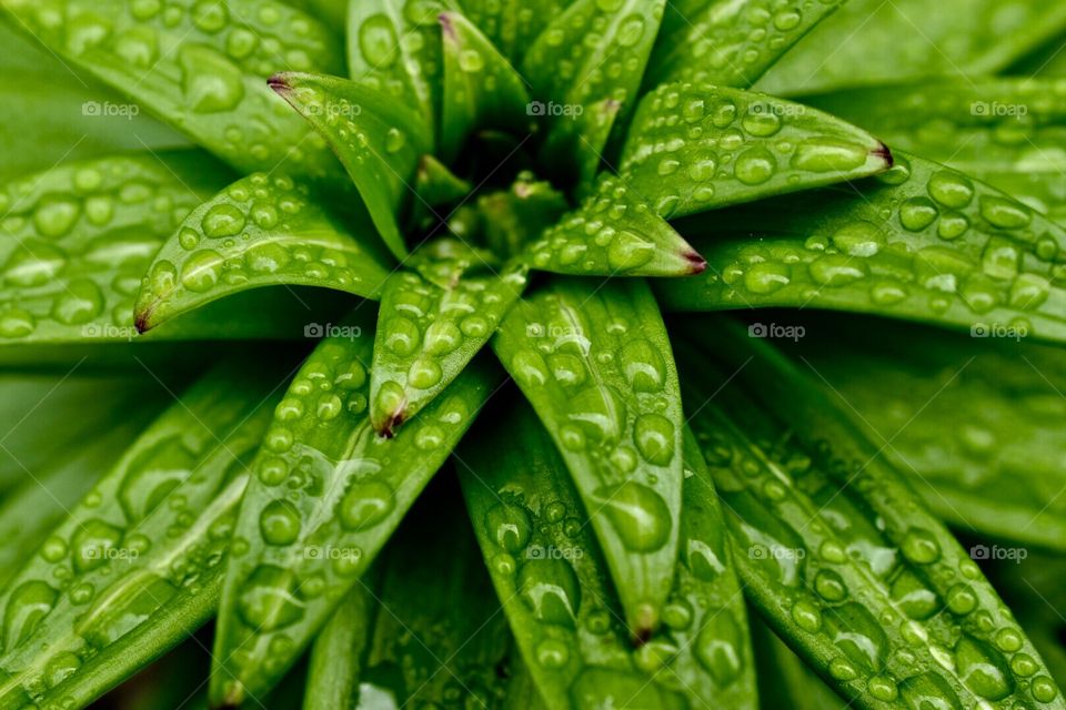 Texture,macro, botany , plants 