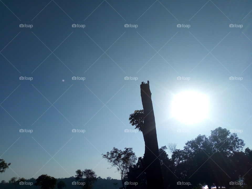 tree image Raigarh Chhattisgarh