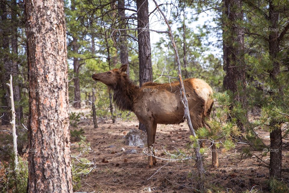 Elk