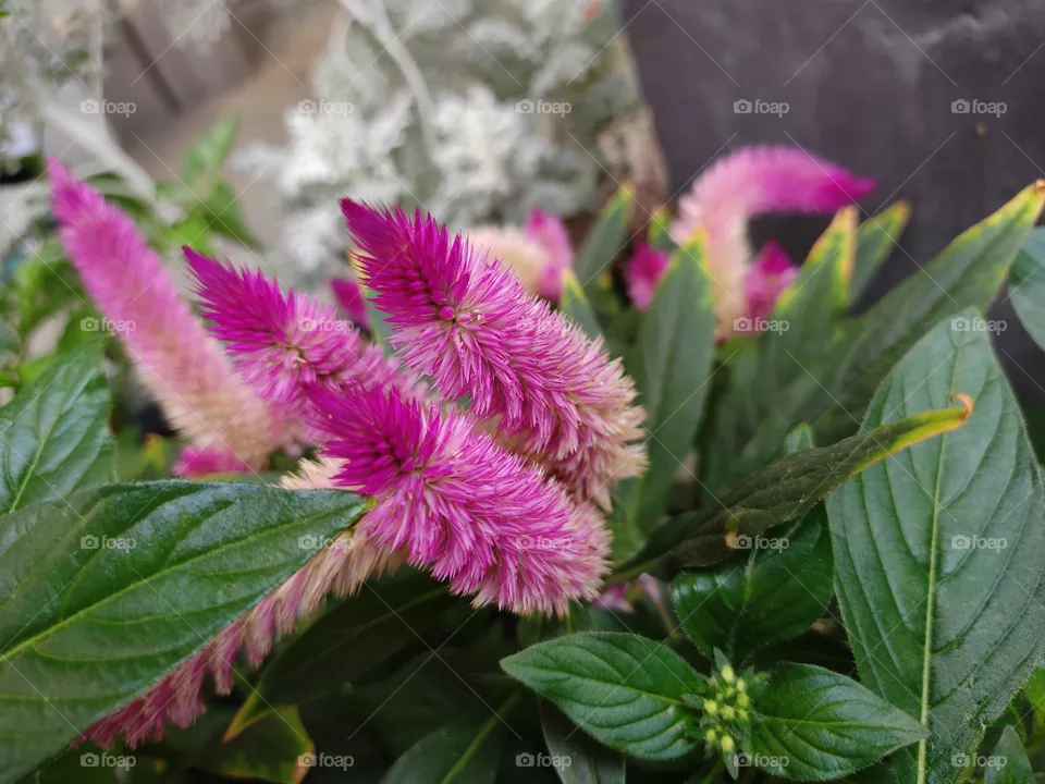 pink flowers
