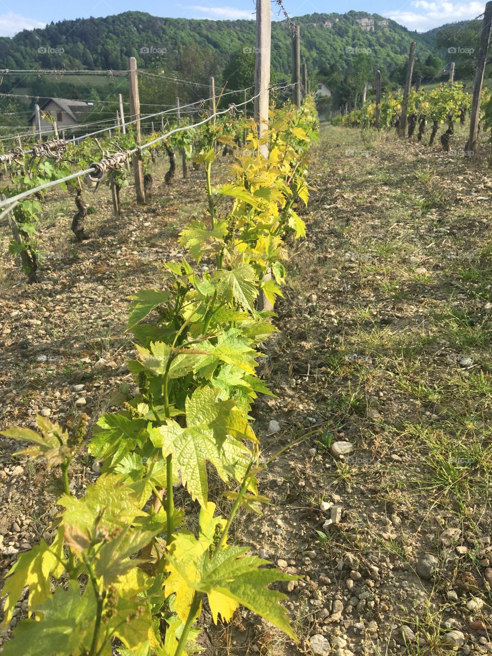 Vineyard in springtime 