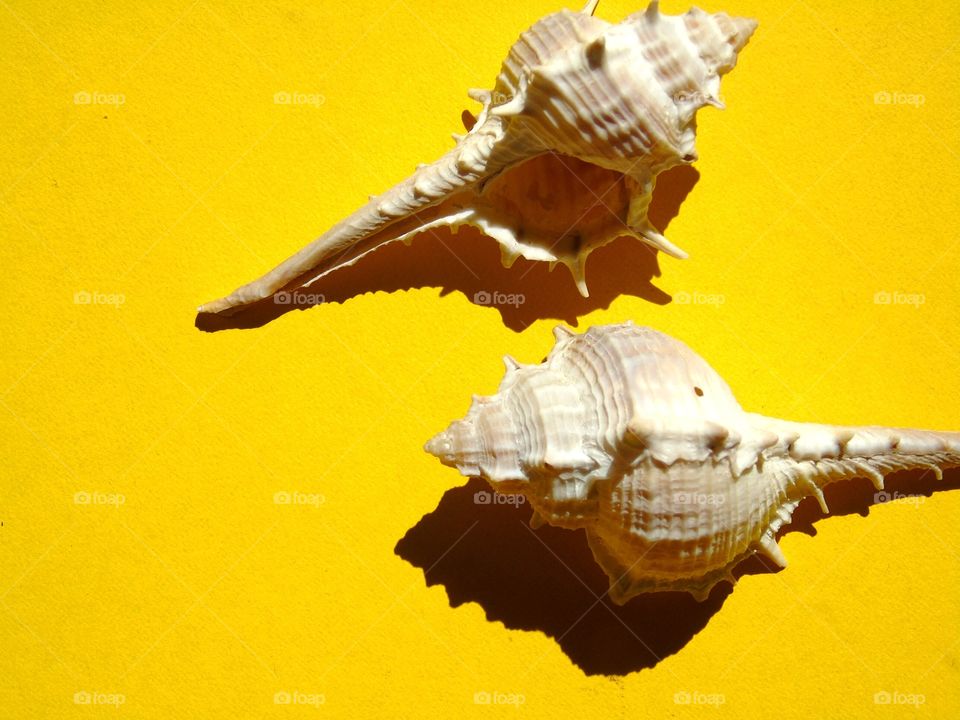 seashells from the ocean