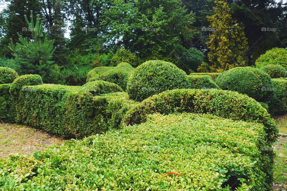 green landscape of the arboretum in the city of Kiev