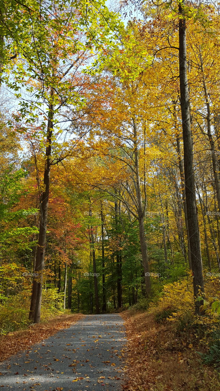 Fall, Leaf, Wood, Tree, Landscape