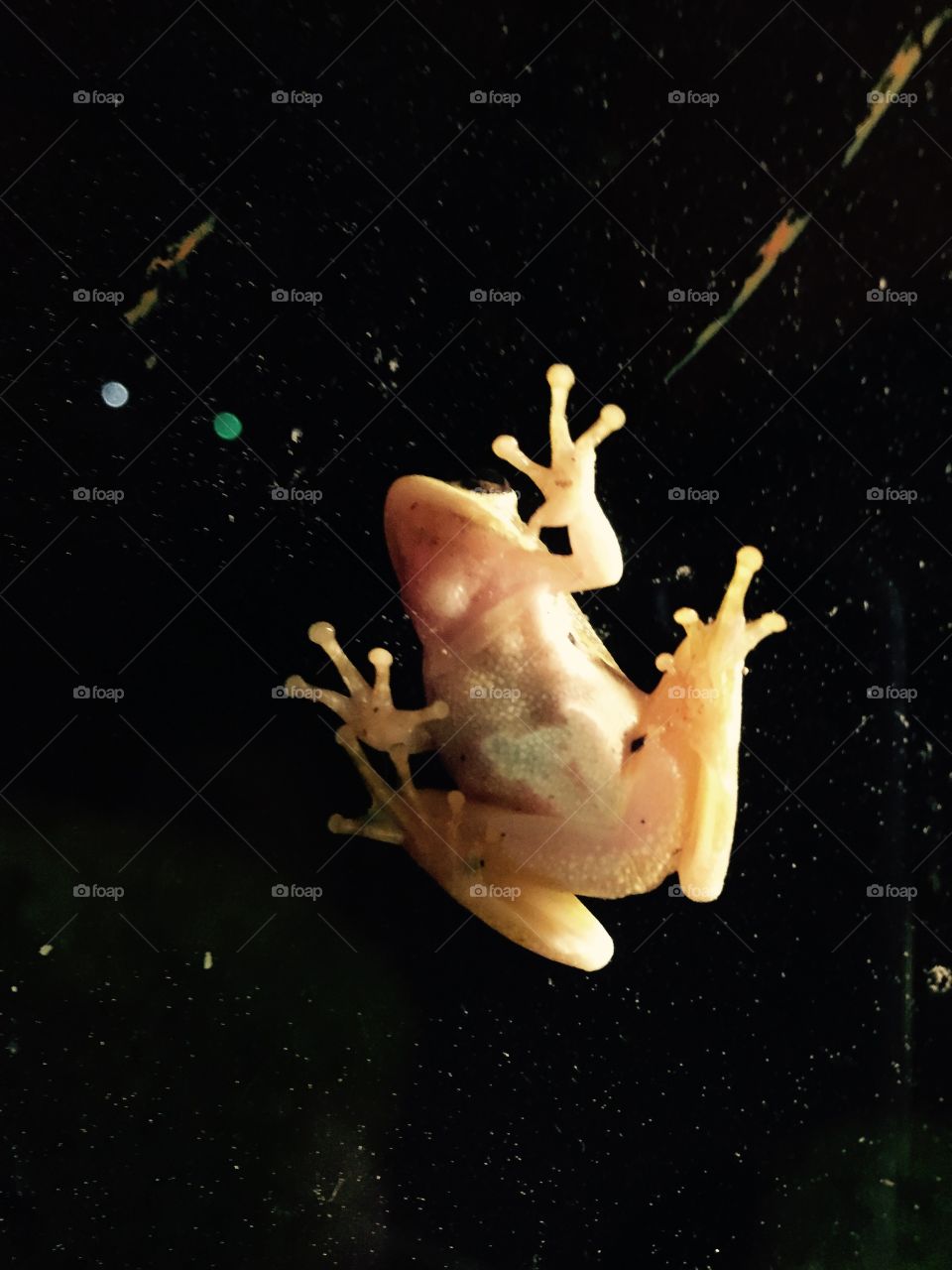 A frog on my door in middle of night.