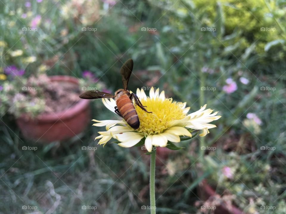 Honey Bee sucking nectar from the flower. Natural honey making machine.