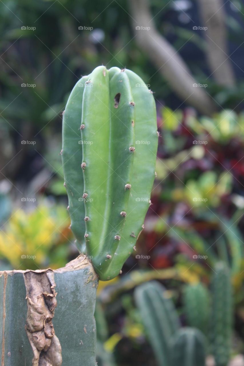 cactus tree shoots