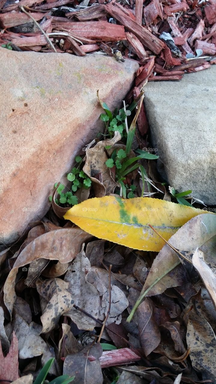 yellow leaf