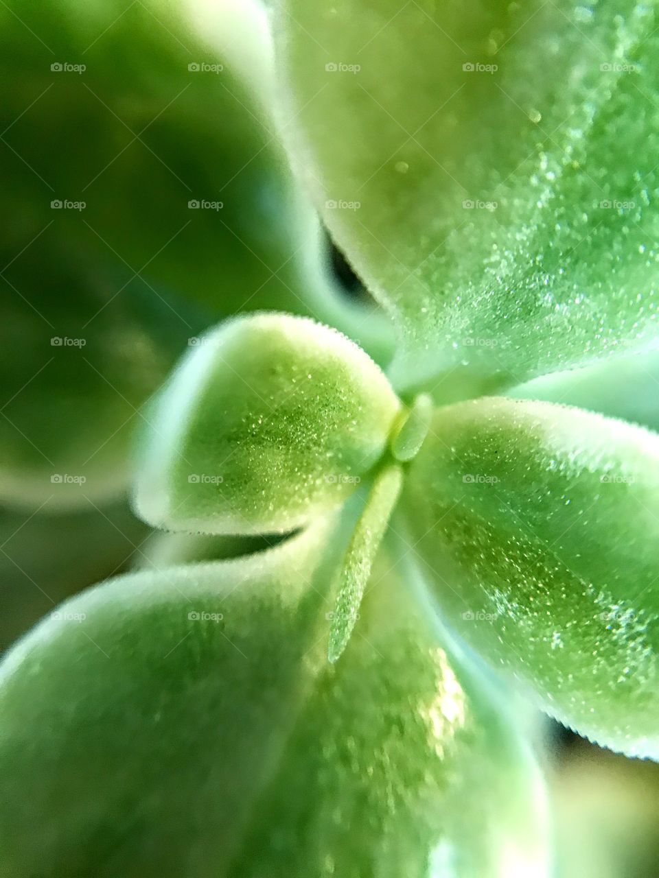 Succulent
