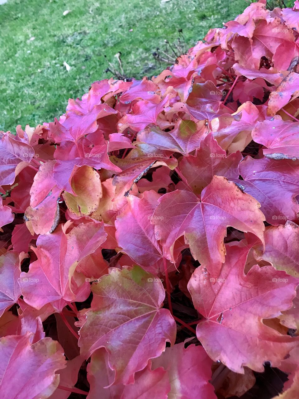 Autumn colourful flora