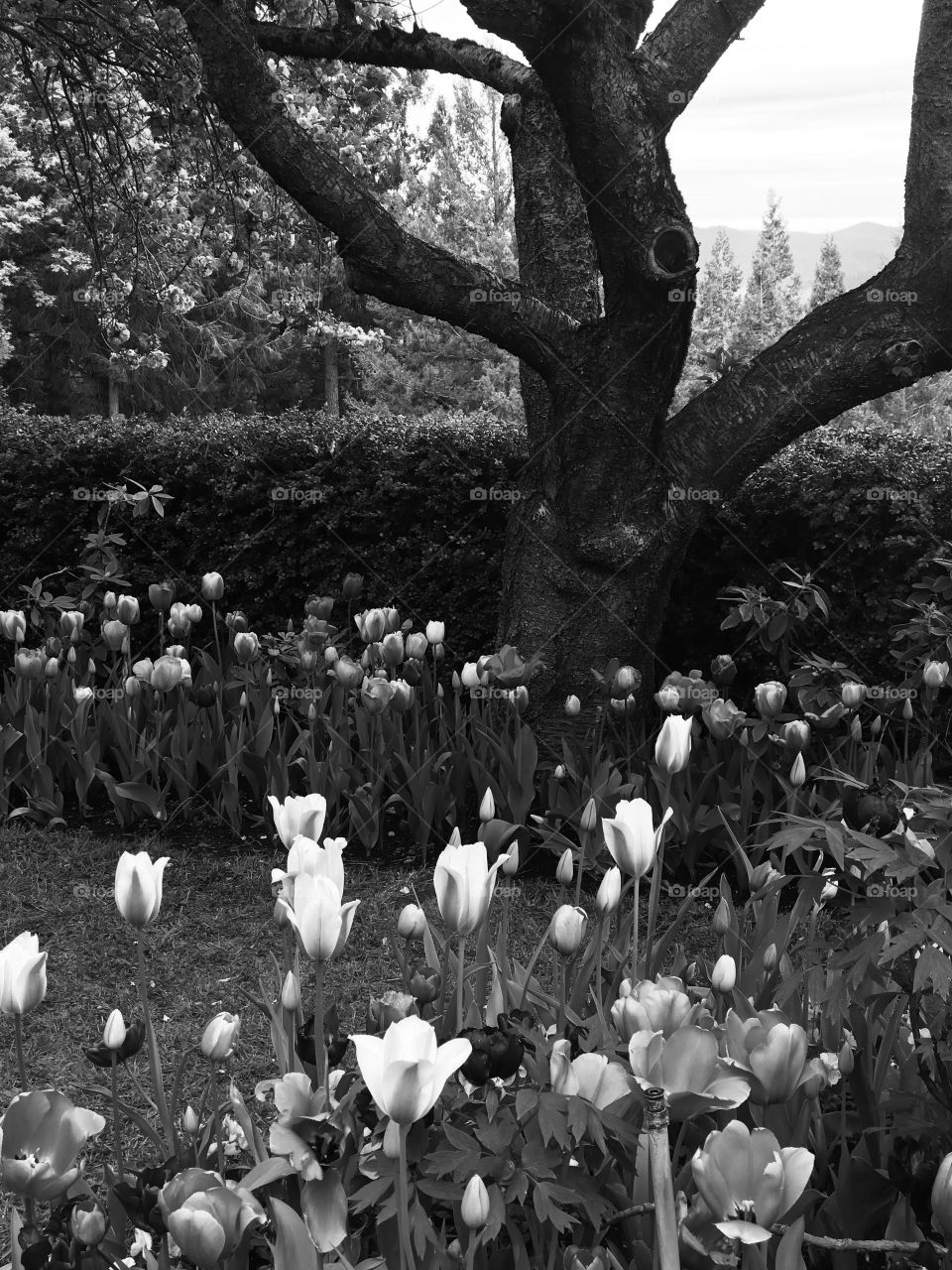 Tulips and cherry tree black and white contrast