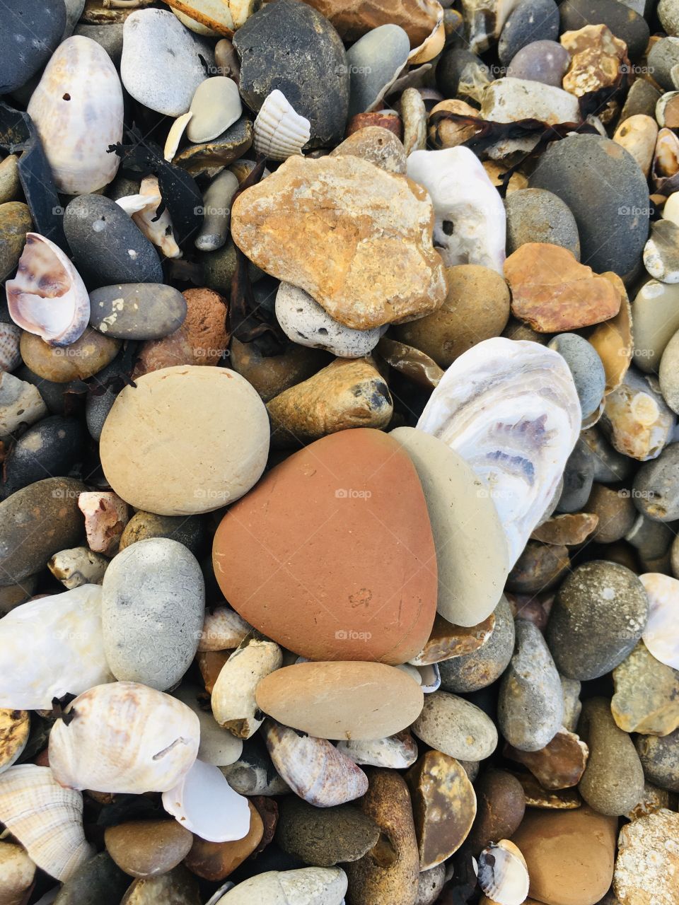 A mixture of pebbles and shells found in a walk at Minster on Sea, Kent. I like the different sizes and colours and the simplicity of the photo.