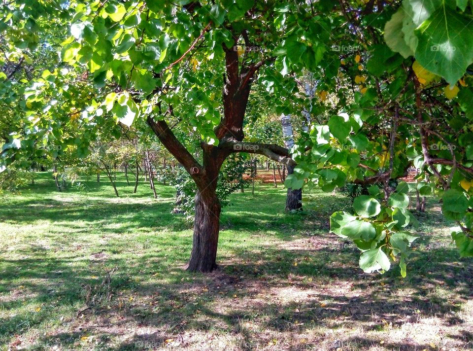 tree in the park дерево в парке