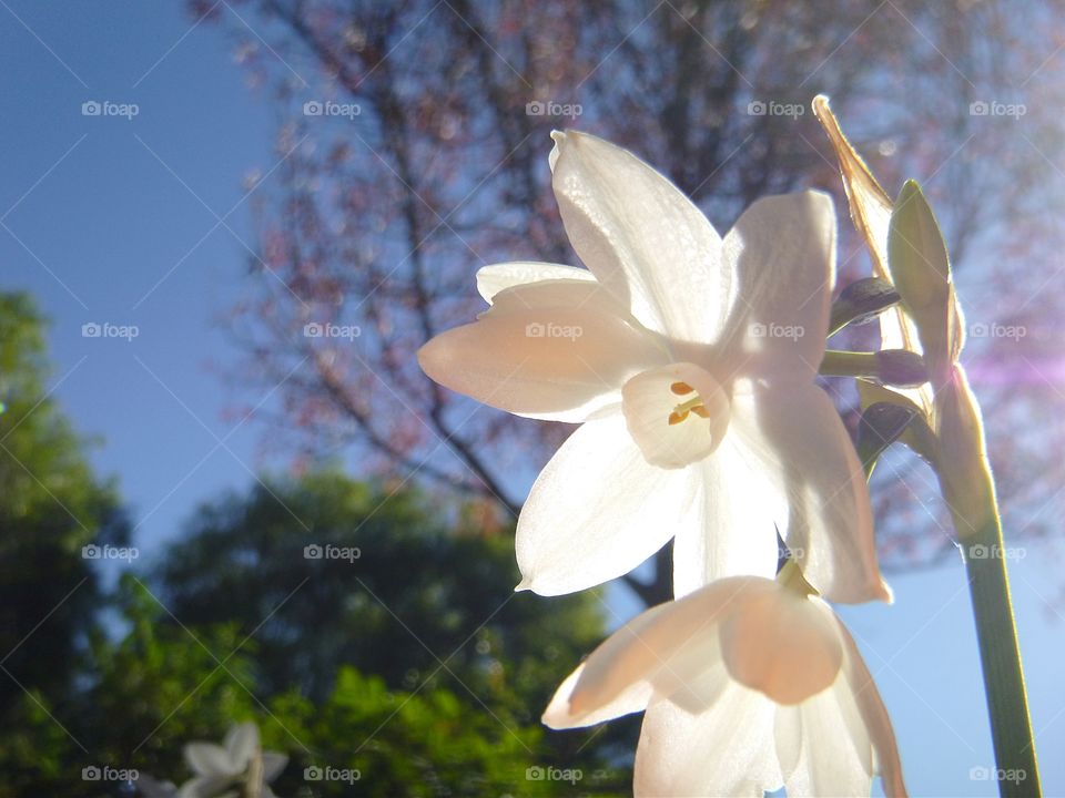 White daffodils; heralding Spring 