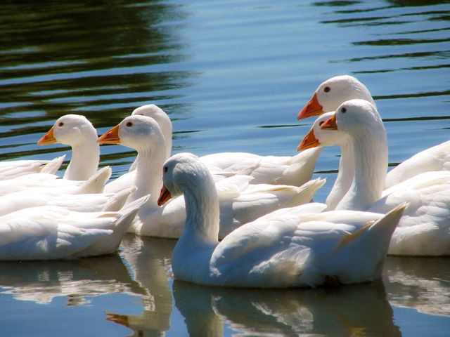 #White geese#poultry#very beautiful#white#brilliant#ablaze#clean#swim#pond# small river