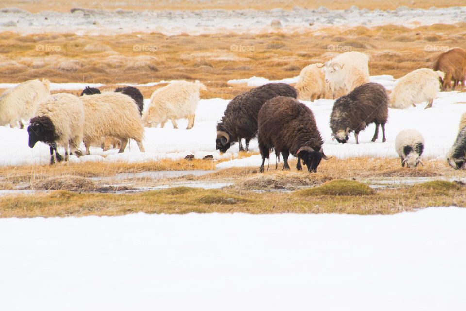 sheep on the frozen lake