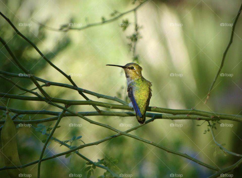 Beautiful hummingbird sits on a tree branch with striking colors and a green background