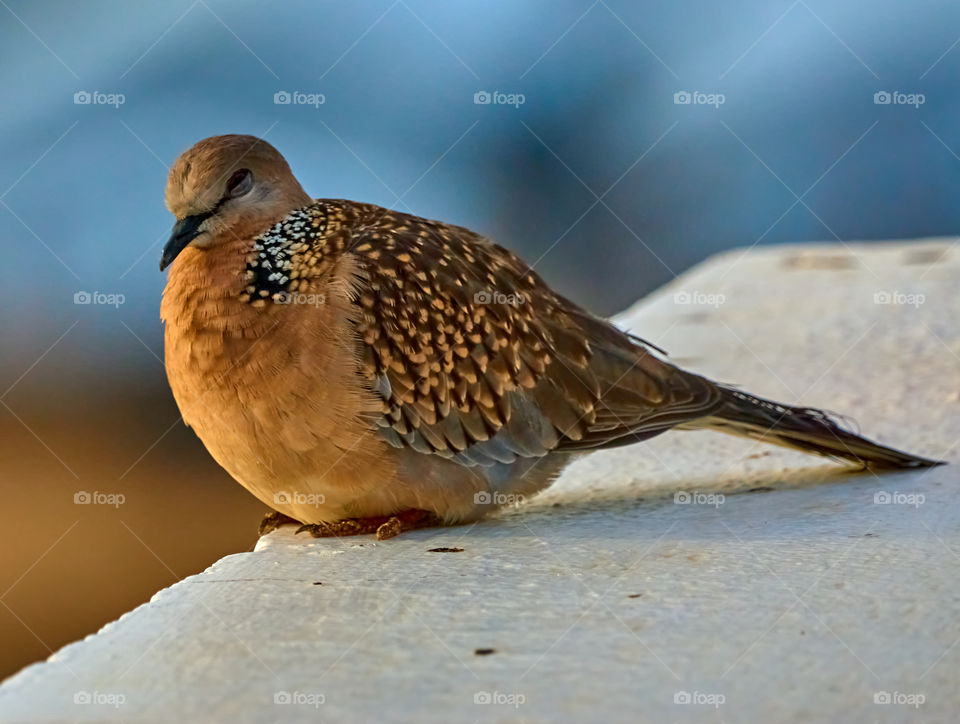 Bird photography - Dove spotted body - feather