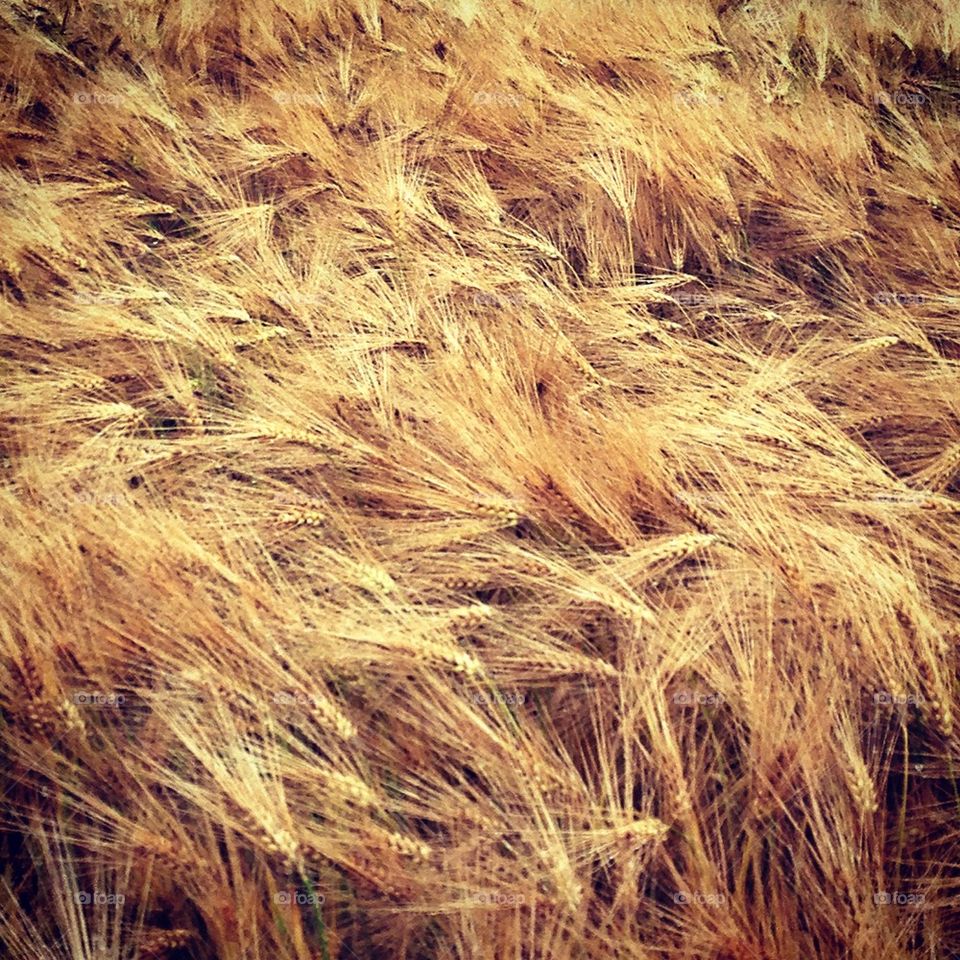 Fields of gold