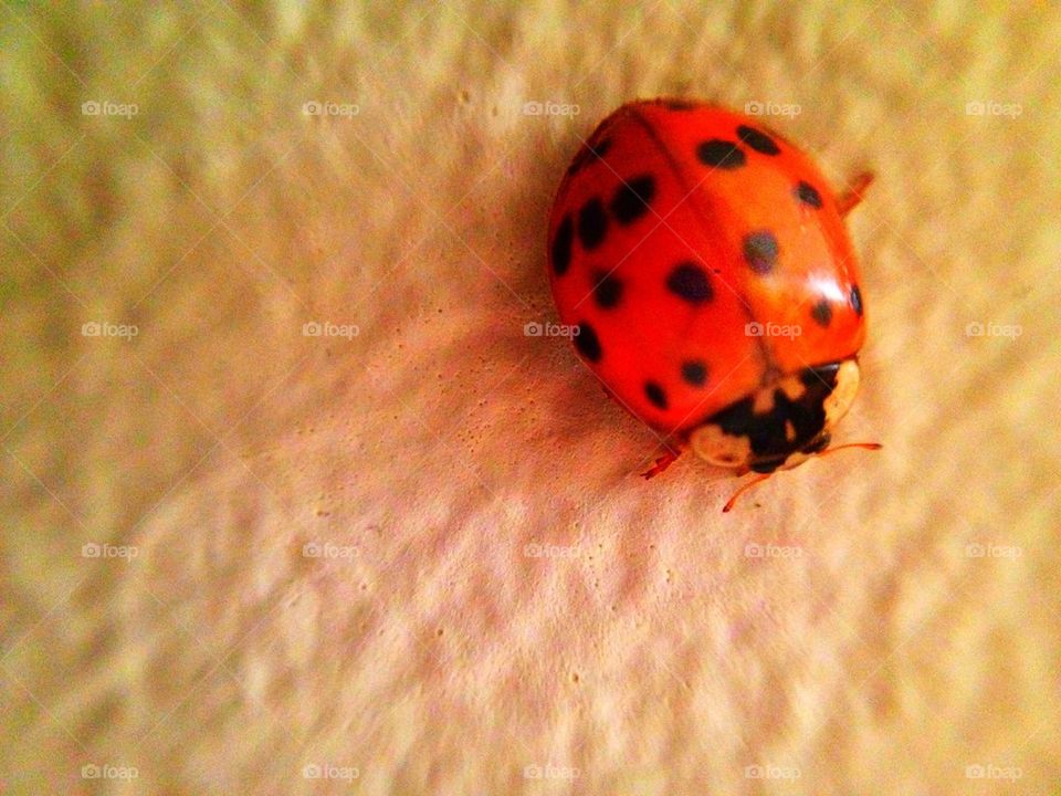 animals ladybird kifisia goodluck by mrarflox