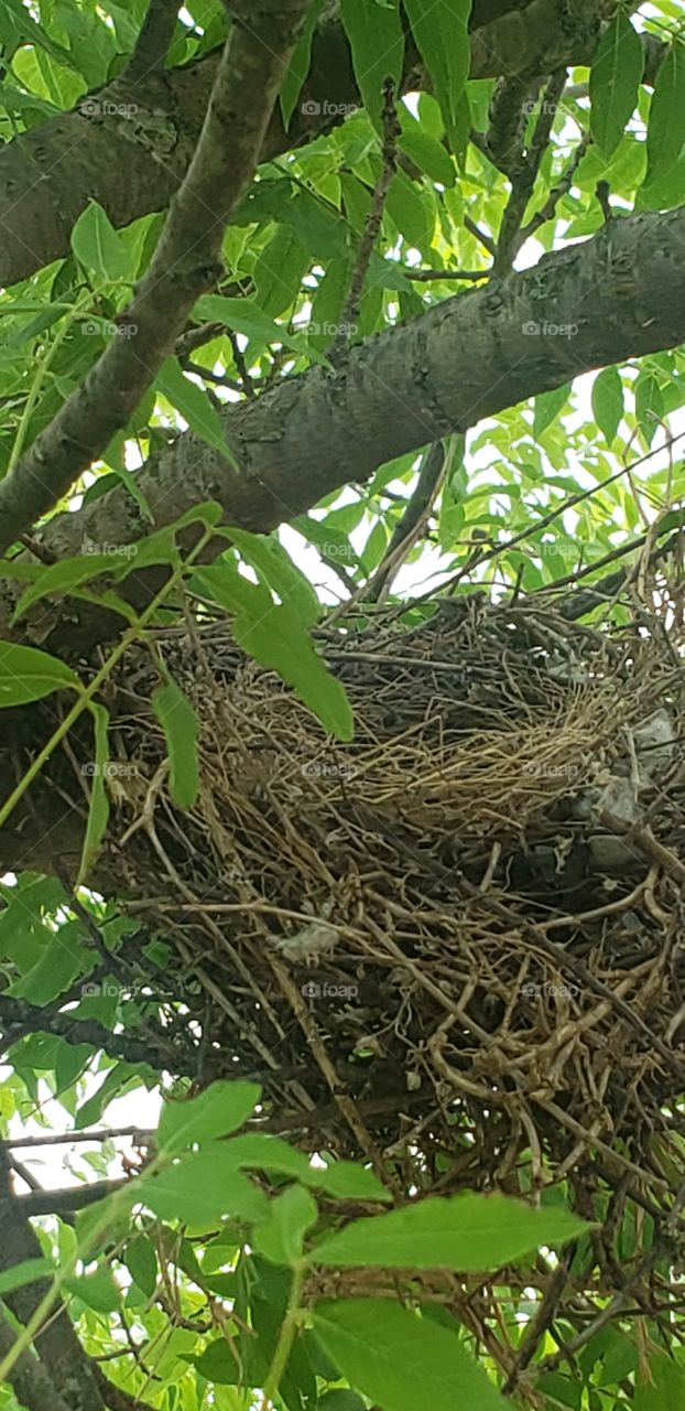 Mockingbird nest up in the tree in our front yard.