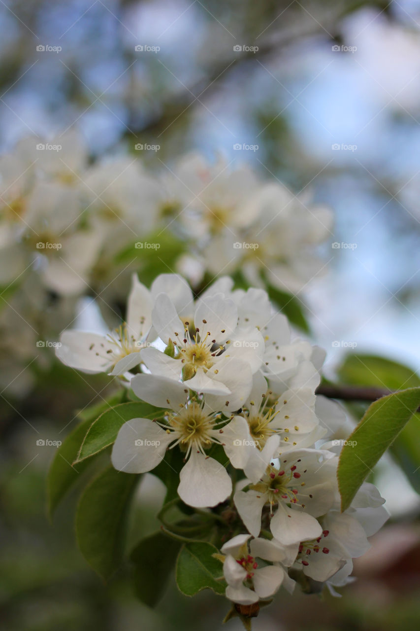 Pear tree blossom