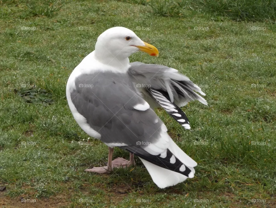 bird