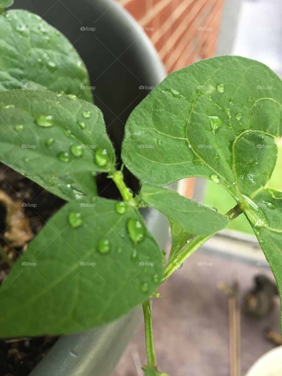 Water down black bean leaf