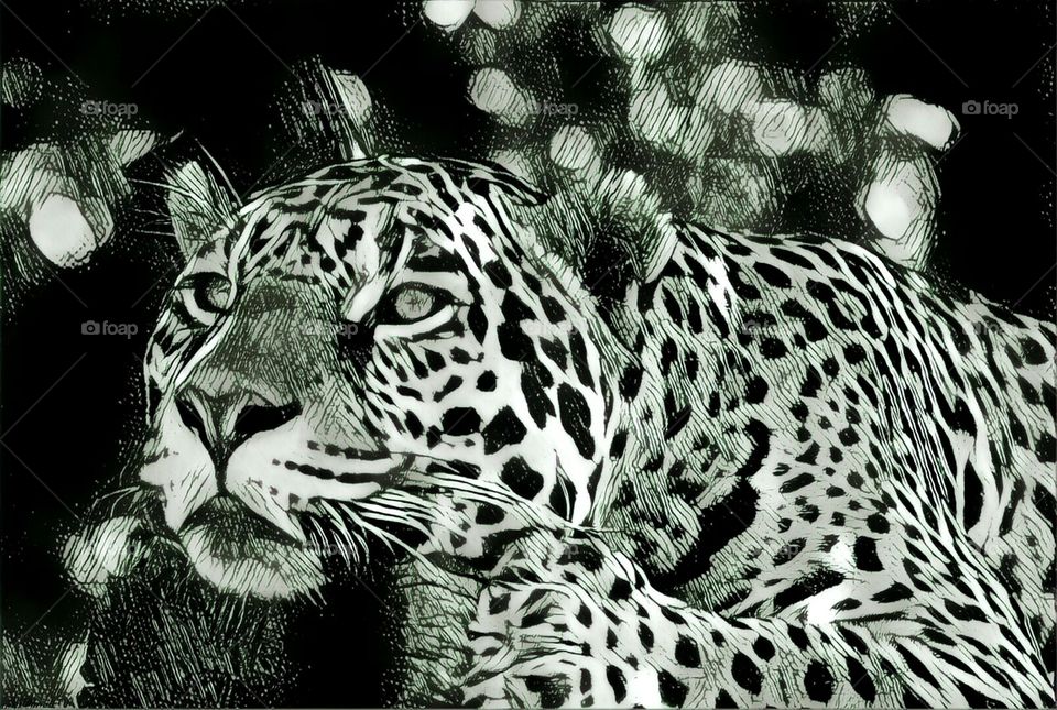 Jaguar Sketch