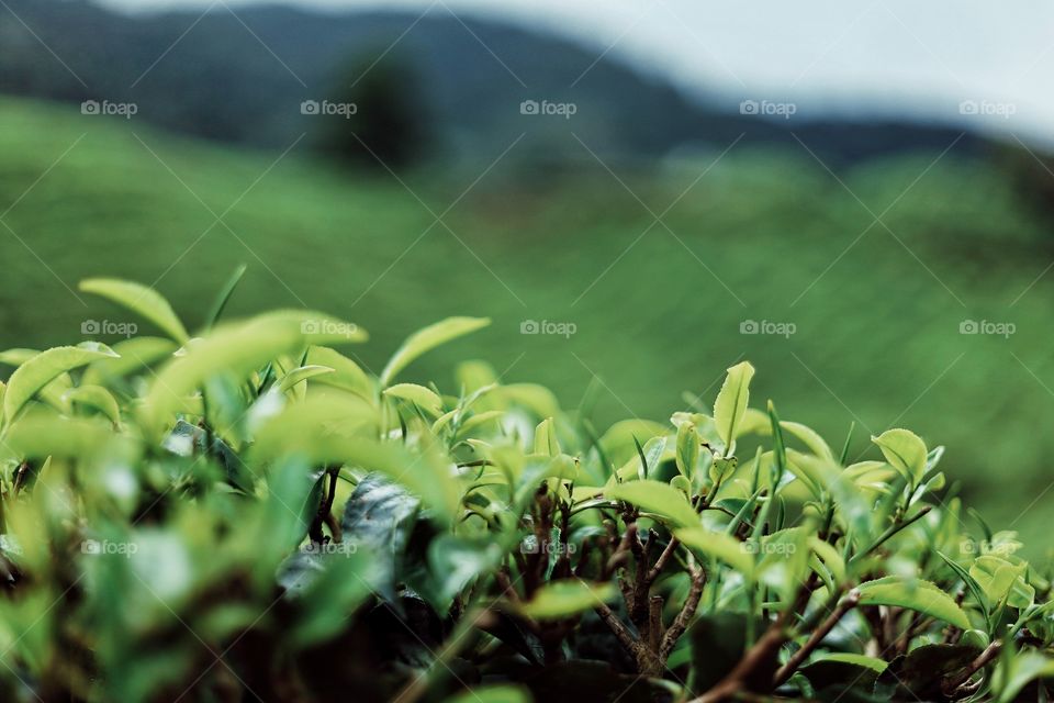 Fresh green tea leaves in a plantation.