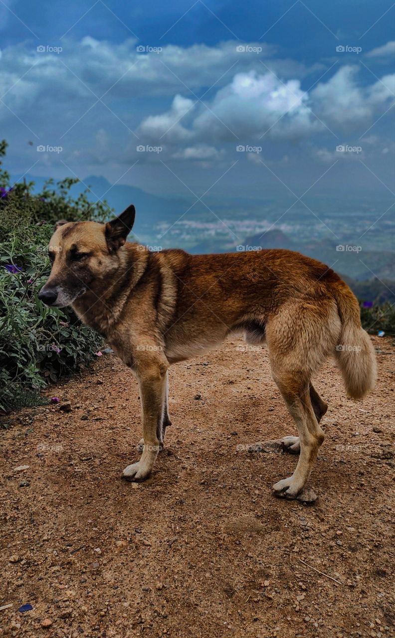 Dogs are not our whole life but they make our life, complete. 🐈