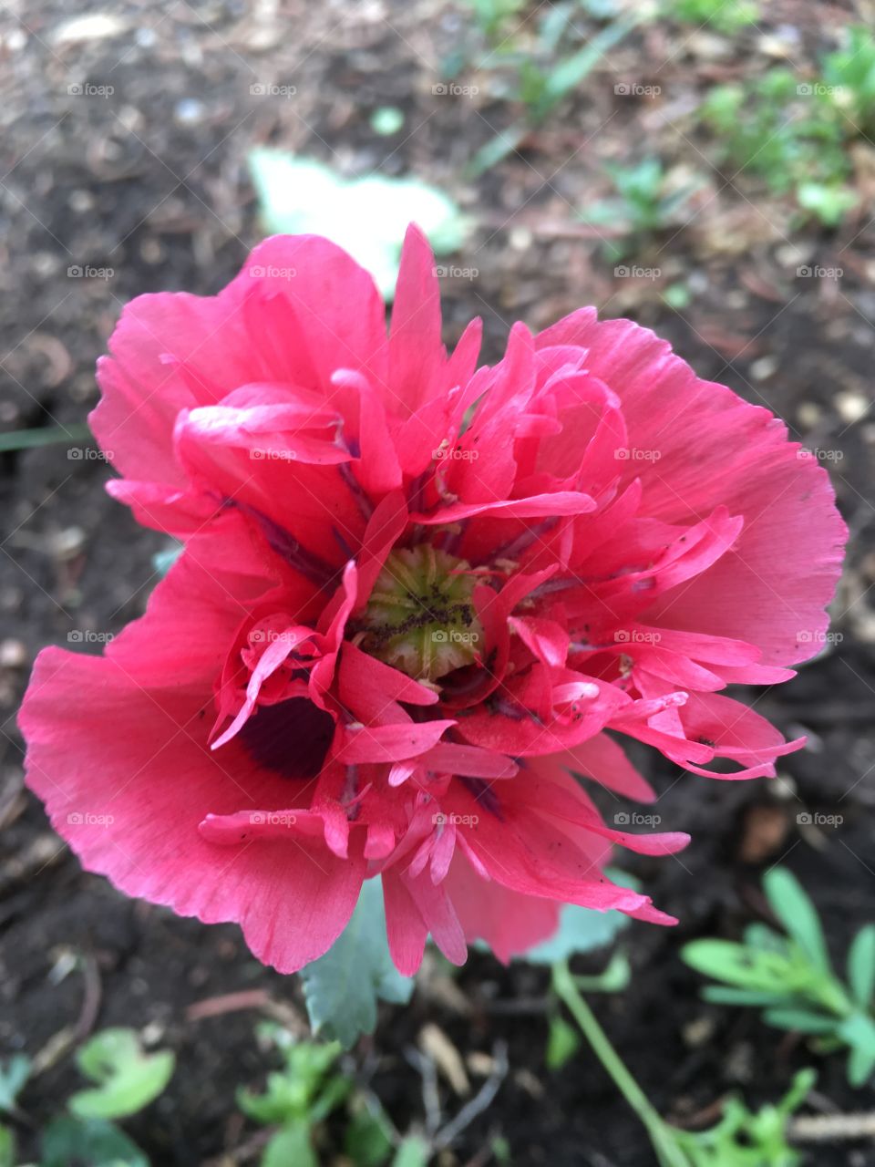 Pink poppy