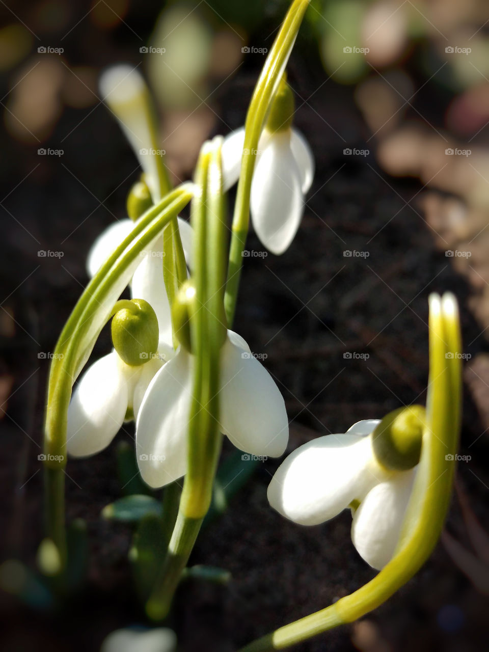 First flowers in the spring getting out from the ground