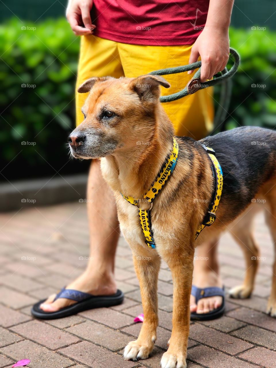 dog walking on Fire Dragon Path in Tai Hang Hong Kong