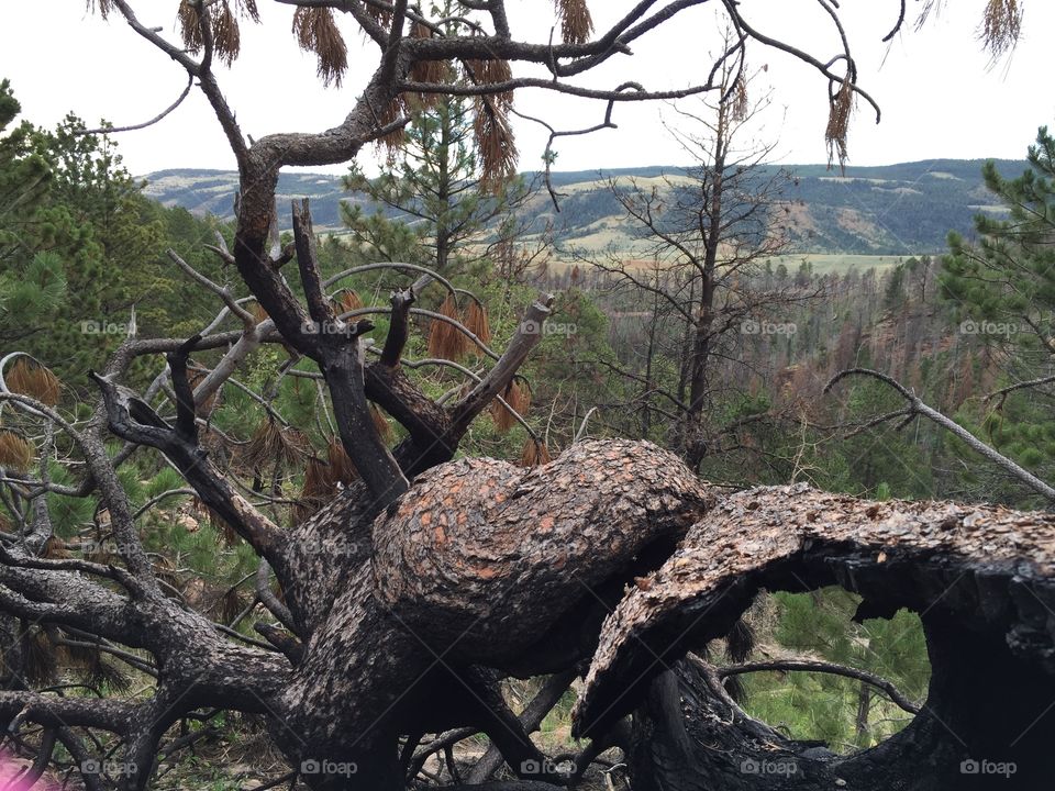 Large Burned Pine Tree. A large burned ponderosa pine tree lays on the ground three years after a wildfire