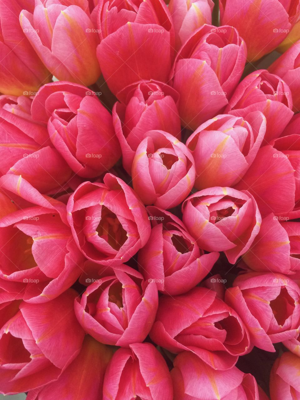 Close-up of pink tulip flowers