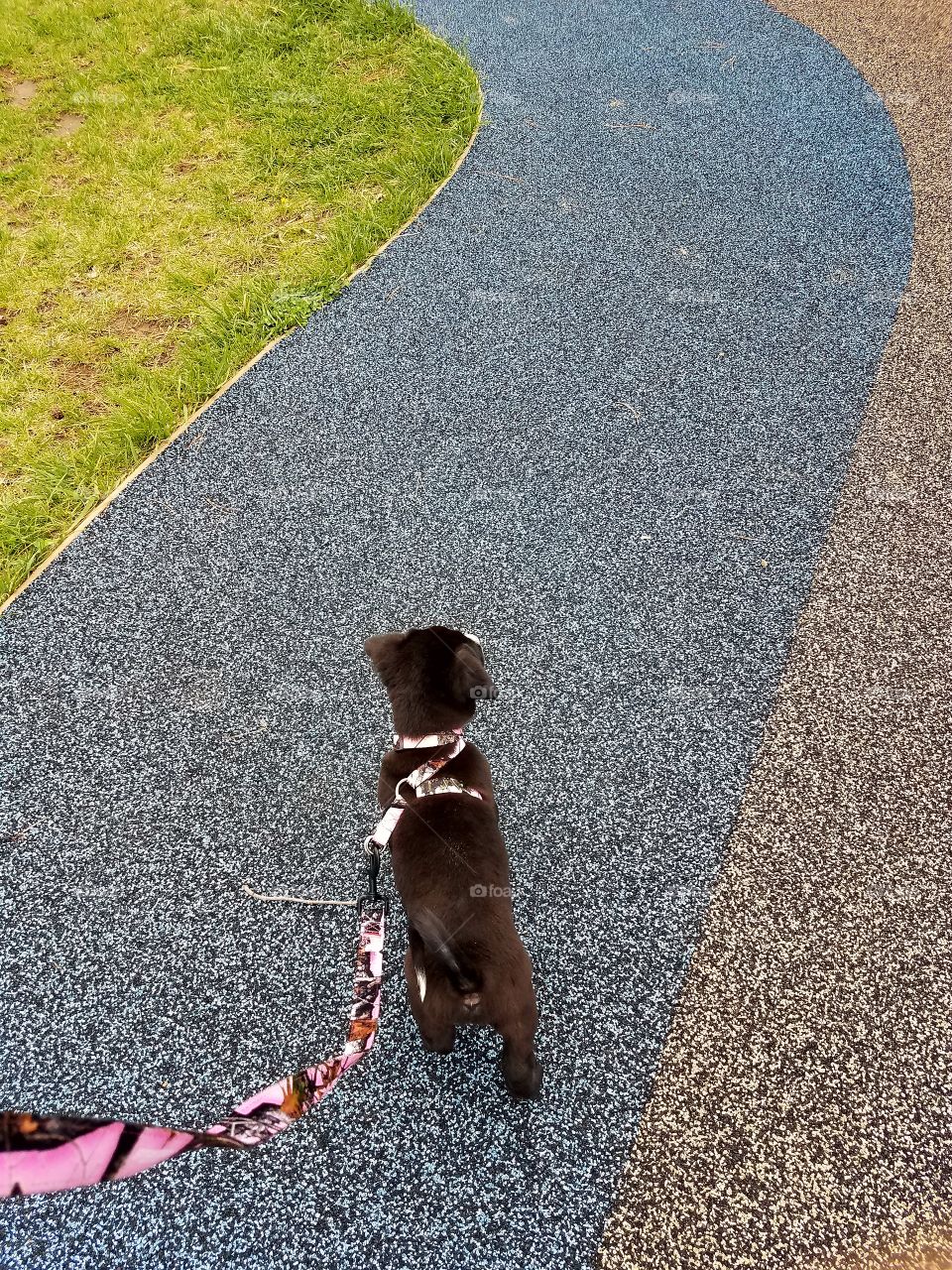 spring break walk with my dog