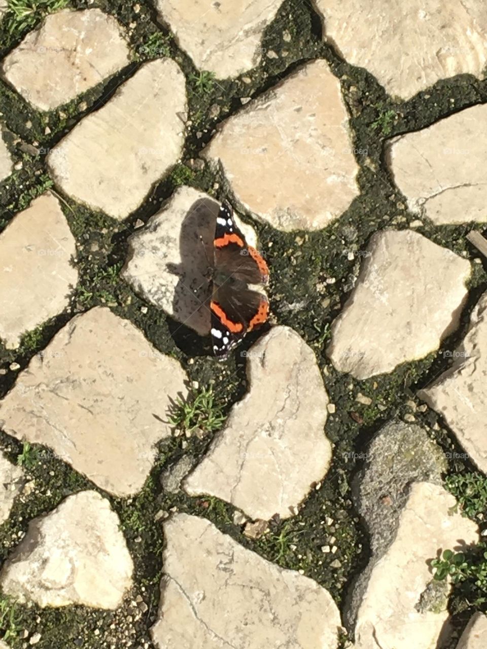 Unusual Butterfly on Lisboa pavement 