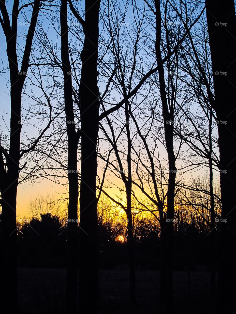 Silhouette of tree trunk on forest