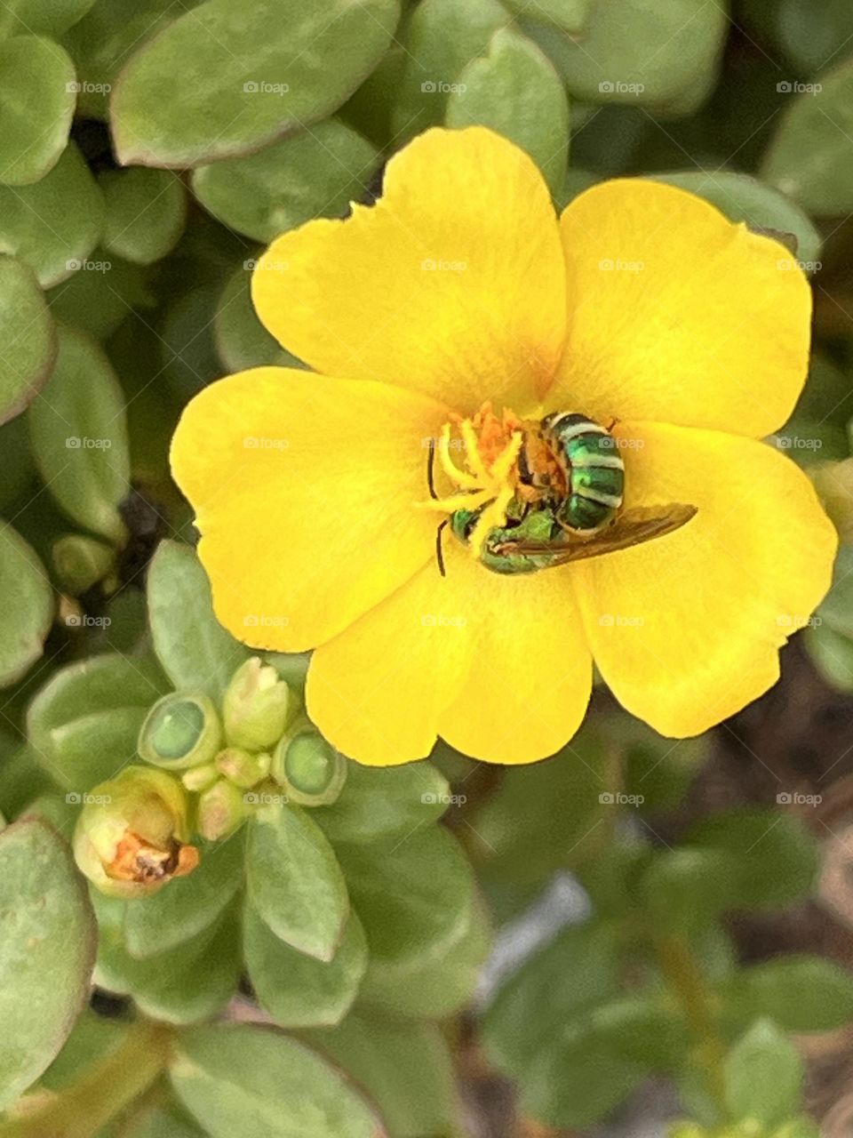 Metallic green sweet bee gathering pollen from a yellow succulent flower.